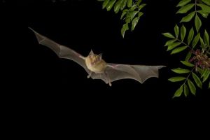 KPA horseshoe bat