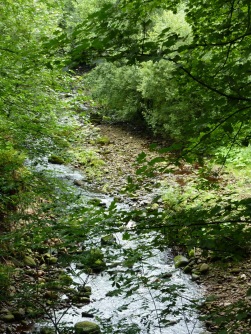 River Calder at Church Wood Calder Vale